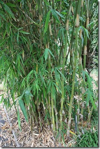 Gigantochloa albociliata