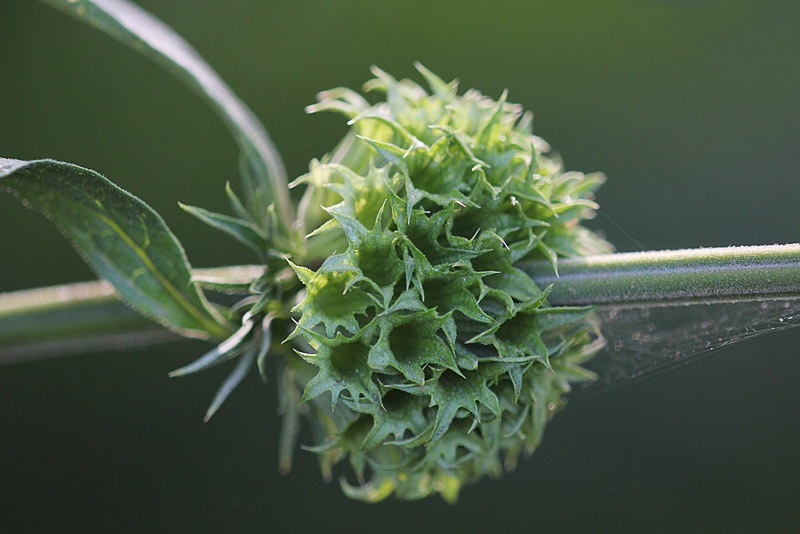 [101031_lions_ear_receptable[2].jpg]