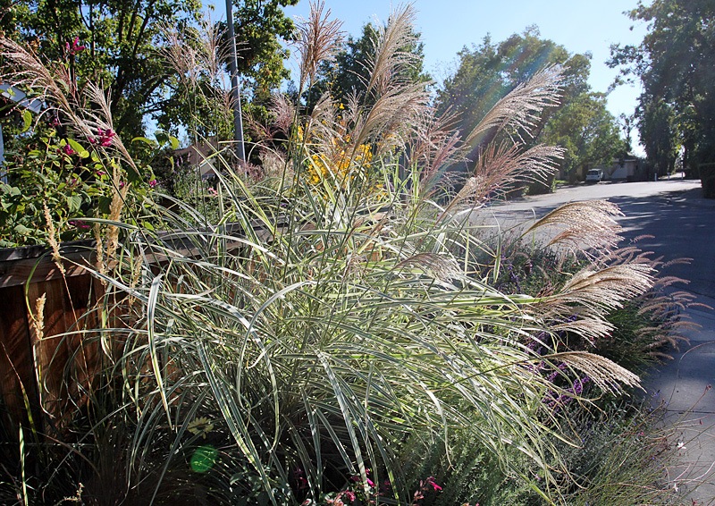 [101026_miscanthus_rigoletto2.jpg]
