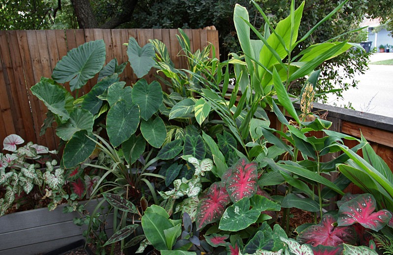 [frontyard_tropical_bed[2].jpg]