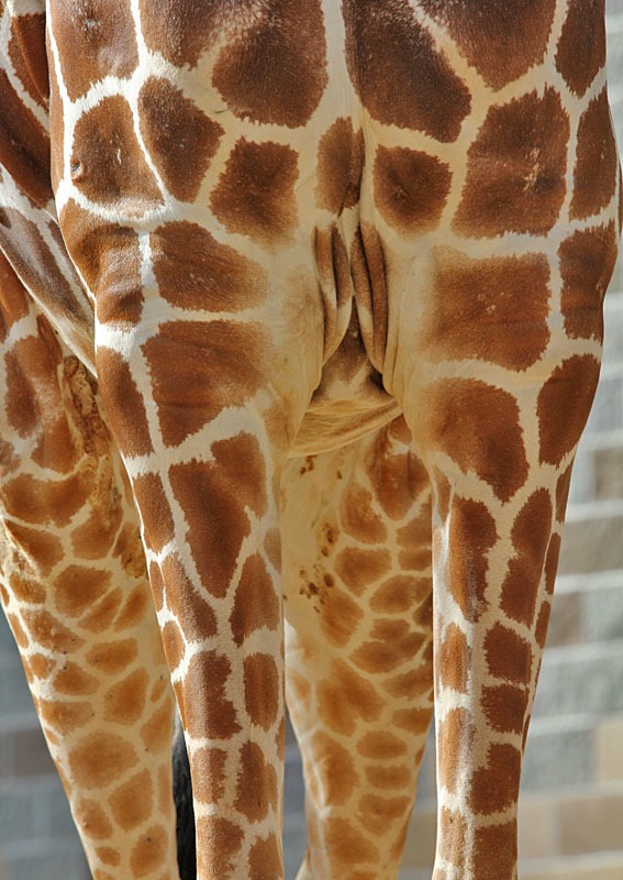 [101114_giraffe[2].jpg]