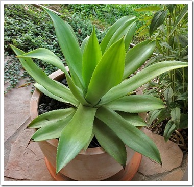 101021_agave_celsii 101021_agave_celsii