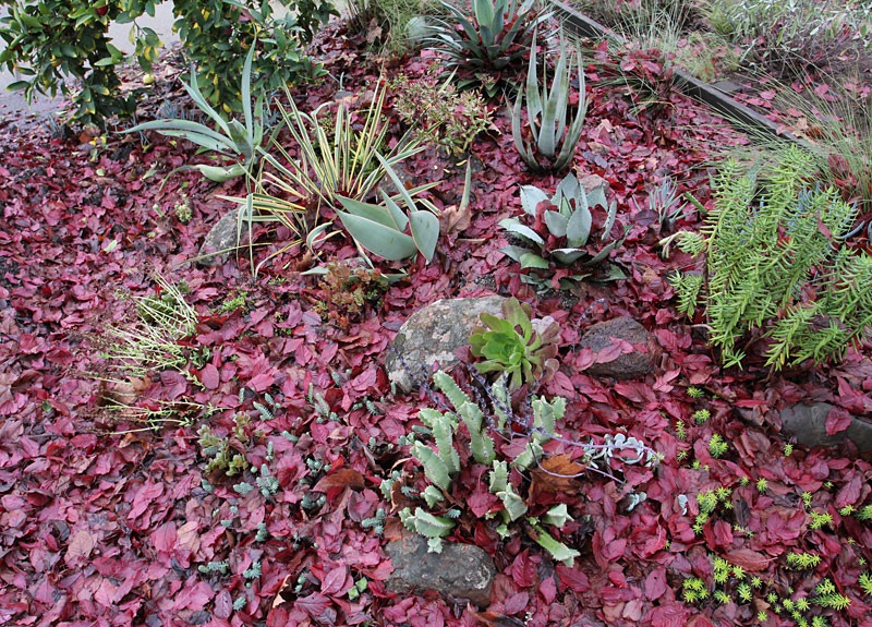 [101218_driveway-succulent-bed-before[2].jpg]