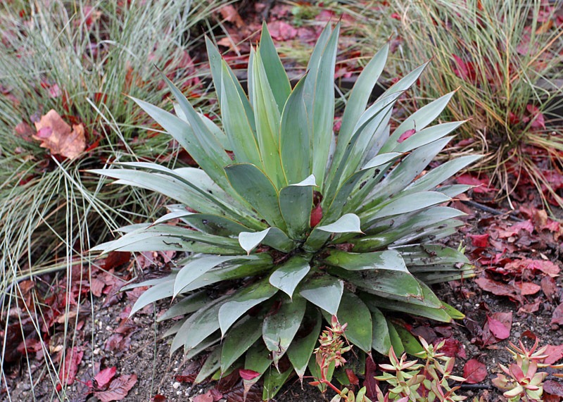 [101218_Agave-Red-Margin[2].jpg]