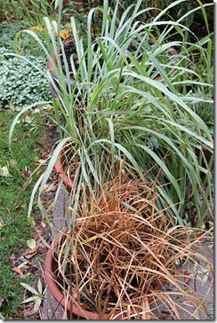 101208_bloodgrass lemongrass