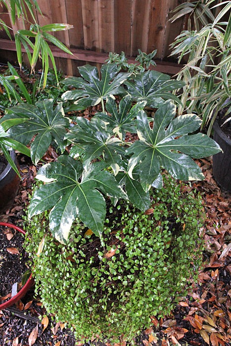 [101208_brown_pot_with_variegated_fatsia[6].jpg]