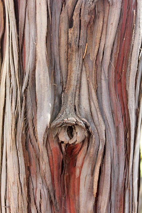 [bark_SantaCruzIsland_Ironwood1[2].jpg]