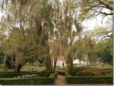 spanish_moss_louisiana spanish_moss_louisiana