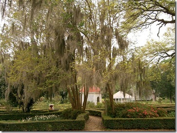 spanish_moss_louisiana