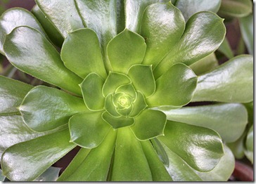 110103_Aeonium-undulatum 110103_Aeonium-undulatum