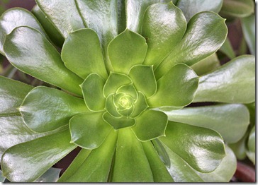 110103_Aeonium-undulatum