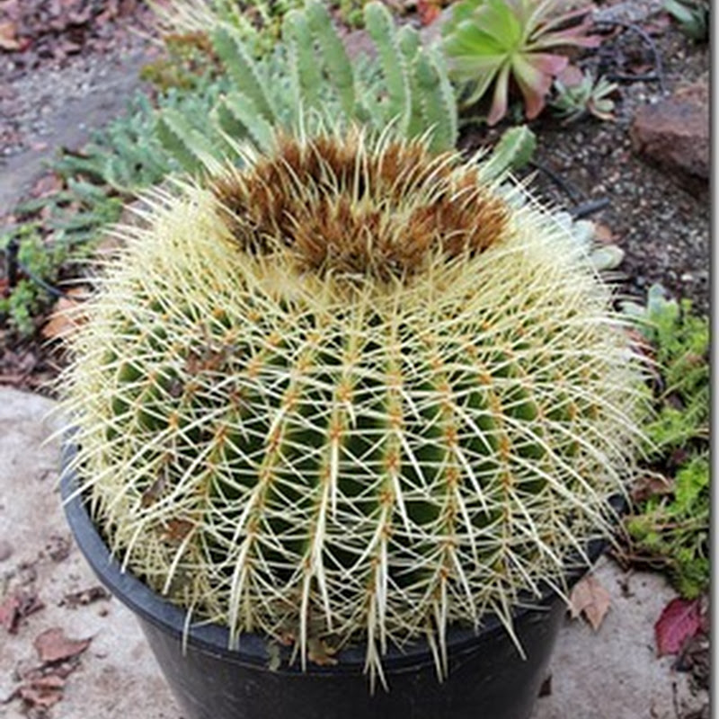 Succulents And More Great Finds At Lowe S