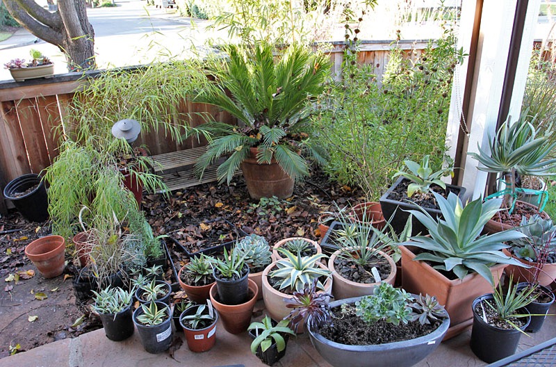 [110114_succulents_on_front_porch[6].jpg]