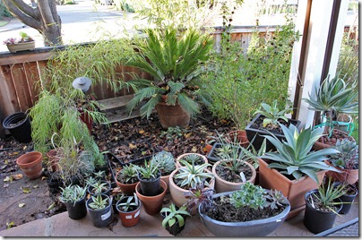 110114_succulents_on_front_porch 110114_succulents_on_front_porch
