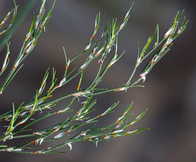 [110114_Thalamochorus_insignis_062.jpg]