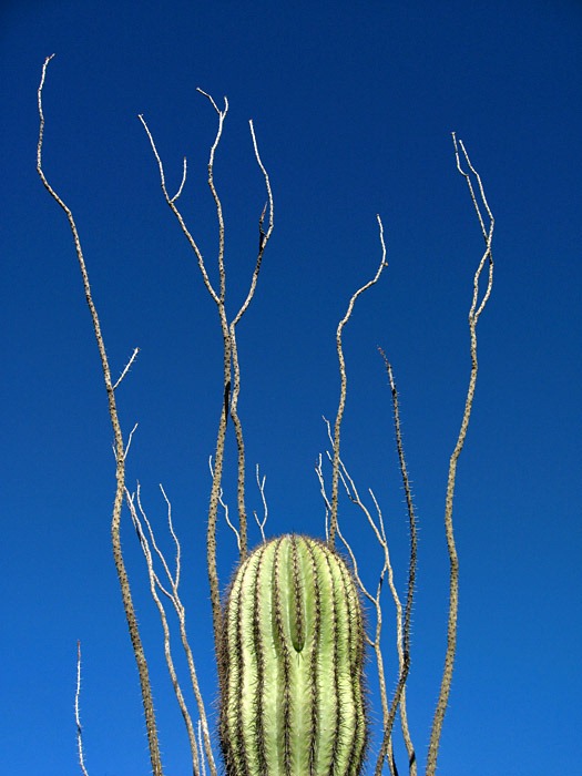 [071218_saguaro_ocotillo[6].jpg]