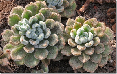 Echeveria-setosa_01