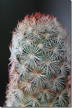 Mammillaria-elongata-'Julio'_04
