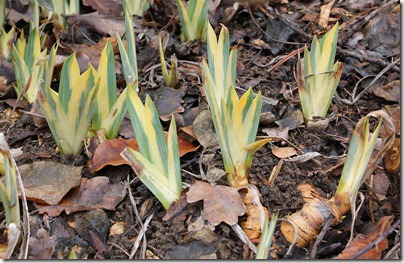 Iris-pallida-Argentea-Variegata