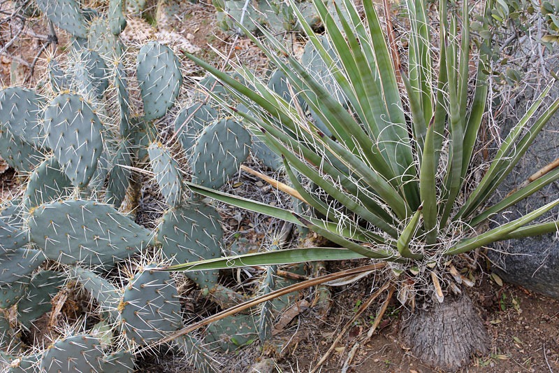 [110221_joshua_tree_np_opuntia_erincea+yucca_schidigera[10].jpg]