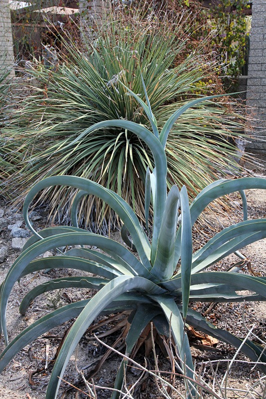 [110223_living_desert_agave_vilm[3].jpg]