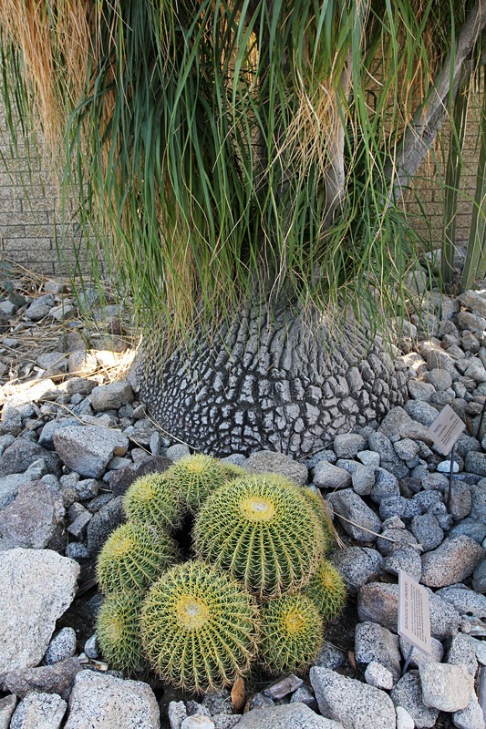 [110223_living_desert_golden_barrel_and_ponytail[3].jpg]