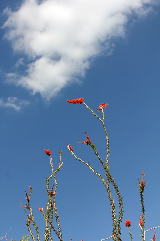 [110223_living_desert_ocotillo[3].jpg]