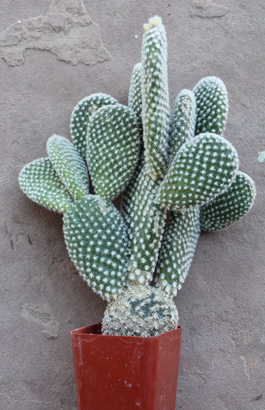 [110227_opuntia_microdasys_albata_bef[1].jpg]