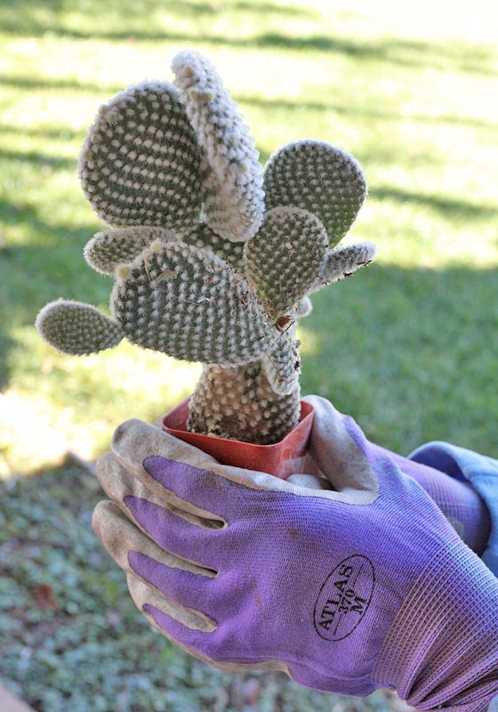 [110227_opuntia_microdasys_albata2.jpg]