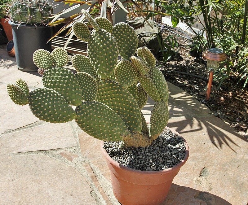 [110227_opuntia_microdasys2.jpg]