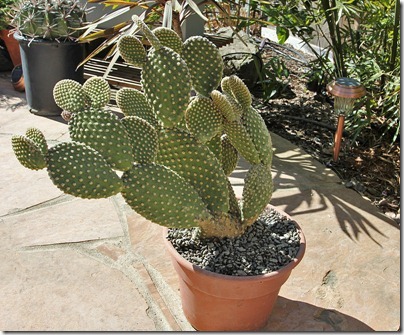 110227_opuntia_microdasys