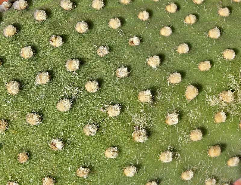 [110227_glochids2.jpg]