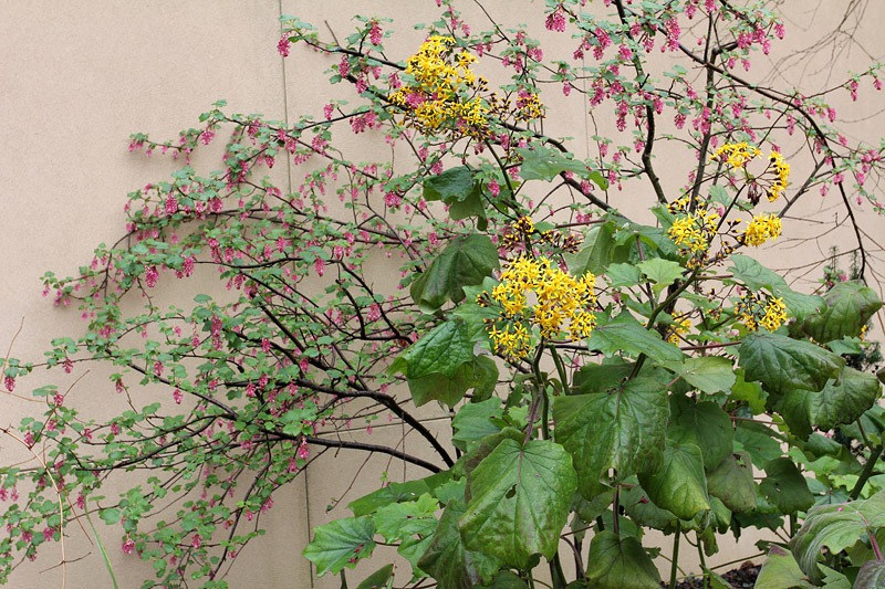 [Ribes-malvaceum[2].jpg]