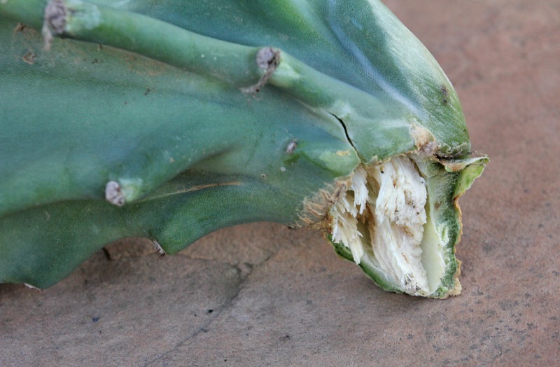 [Cereus hildmannianus_01[6].jpg]