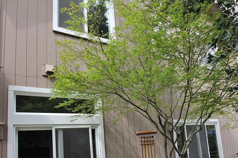 [110316_green_acer_04[2].jpg]