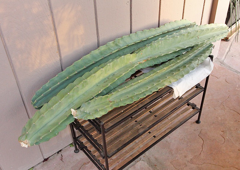 [Cereus hildmannianus_06[2].jpg]