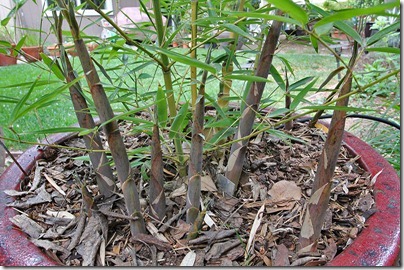 110420_Phyllostachys_aurea_Koi_02