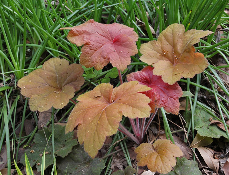 [110414_Heuchera-Caramel[2].jpg]