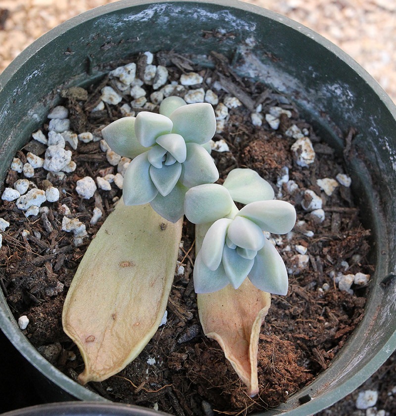 [110502_ghost_plantlets1[6].jpg]