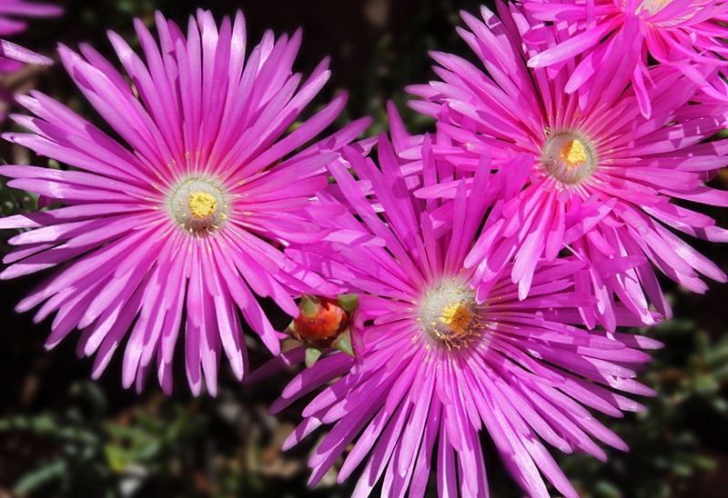 [110426_Delosperma_cooperi_072.jpg]