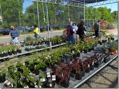110430_UCD_Arboretum_plant_sale_04