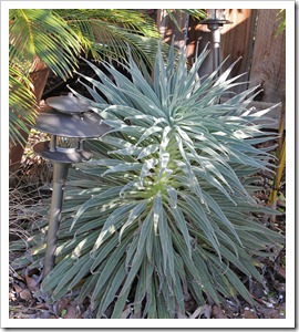 110328_Echium-wildpretii