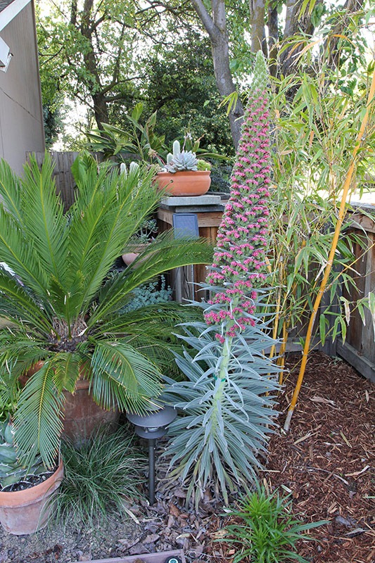 [110506_Echium_wildpretii_022.jpg]