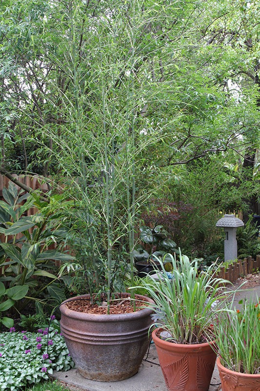 [110514_backyard2a3.jpg]