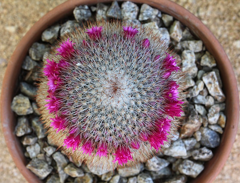 [110509_Mammillaria-spinosissima_01[1].jpg]