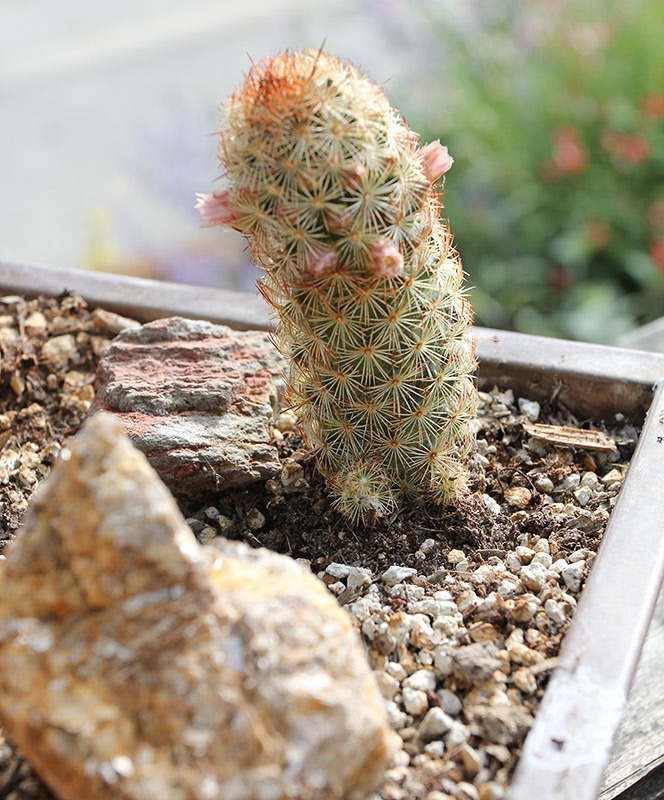 [110510_Mammillaria-elongata-Julio_08[3].jpg]