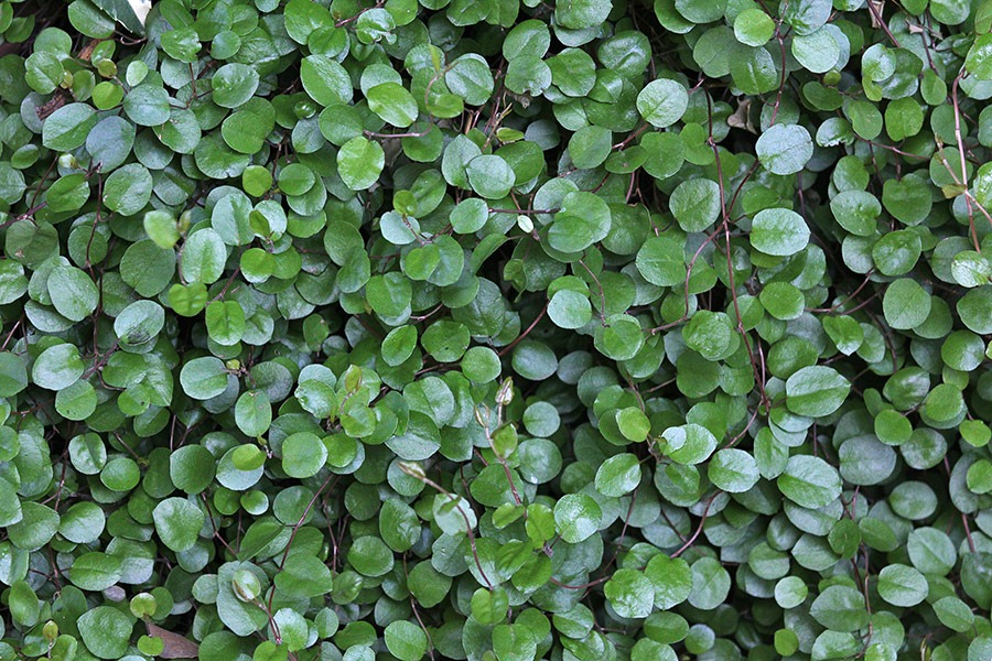 [110524_muehlenbeckia_axillaris[2].jpg]