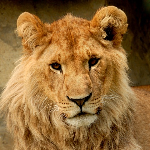 [supplychainnokiaapplelion5.jpg]