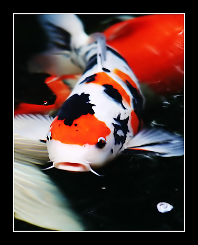 รูปภาพ ปลาคาร์พ ปลาสวยงาม รูปปลาคาร์พสวยๆส่งตรงจากบ่อ