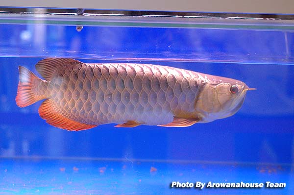 รูปภาพ ปลามังกร อโรวานา ใครขอบปลาสวยงาม ชนิดนี้มั่งเอ่ย